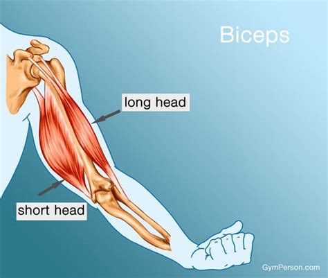 what muscles do you use when you arm wrestle|The Muscles Involved in Arm Wrestling: A。